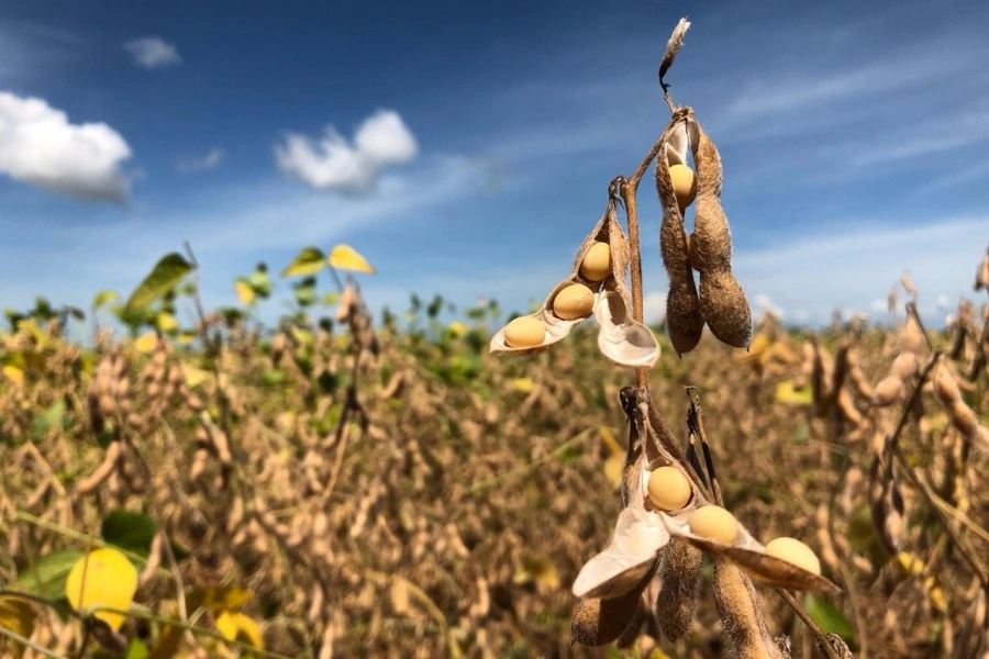 Após ganhos na semana, soja fecha em baixa em Chicago