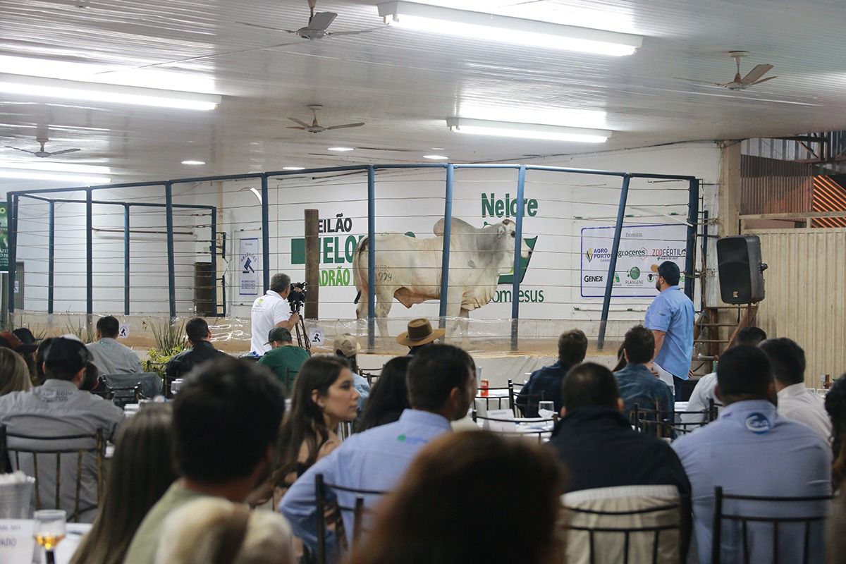 Leilões da Exposul 50 traz oportunidade de bons negócios e melhoramento de plantel
