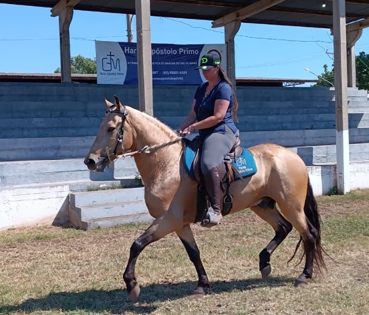 50ª Exposul apresenta exposição inédita de Cavalos Mangalarga Marchador
