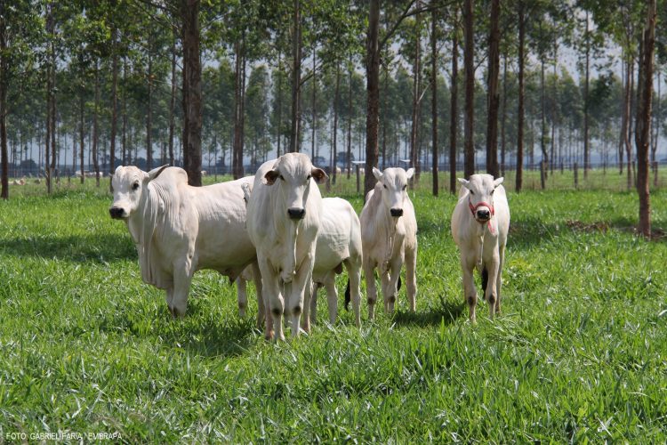 Lavoura-pecuária-floresta melhora qualidade do solo do Cerrado, mostra pesquisa