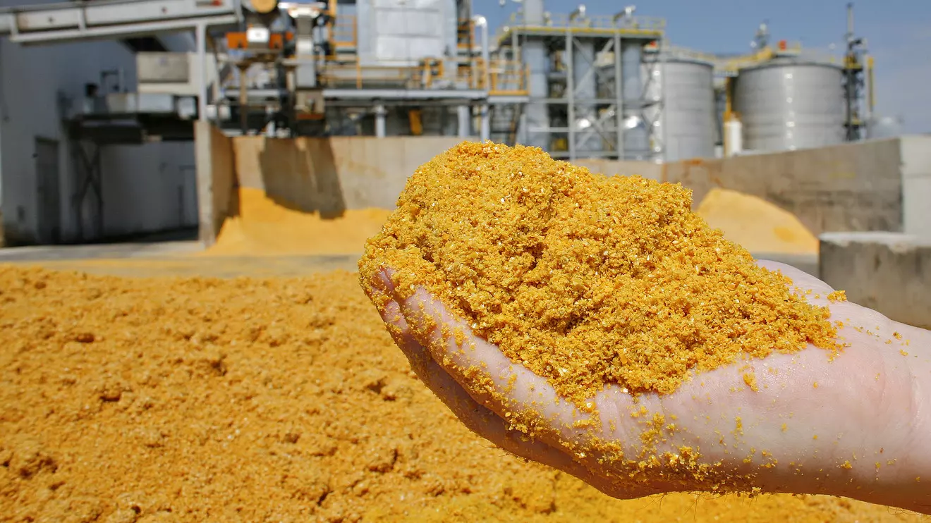 Nova lei vai deixar ração animal mais barata; entenda