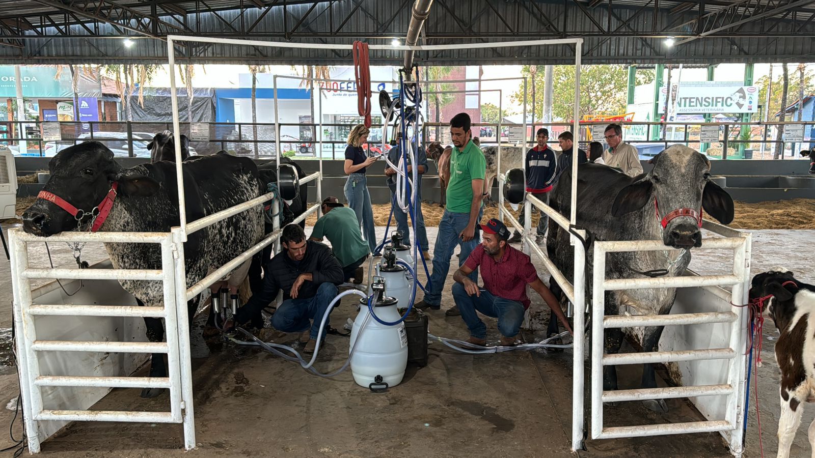 Torneio Leiteiro da 50ª Exposul inicia com competição acirrada e alta produtividade
