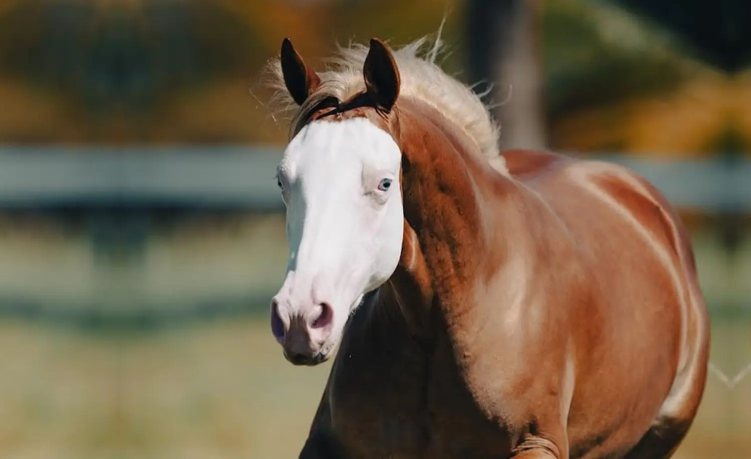 Wesley Safadão vende égua milionária em grande leilão do Quarto de Milha
