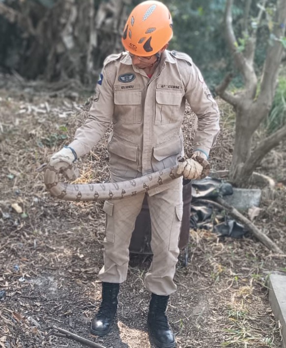 Bombeiros capturam jiboia embaixo de churrasqueira em residência