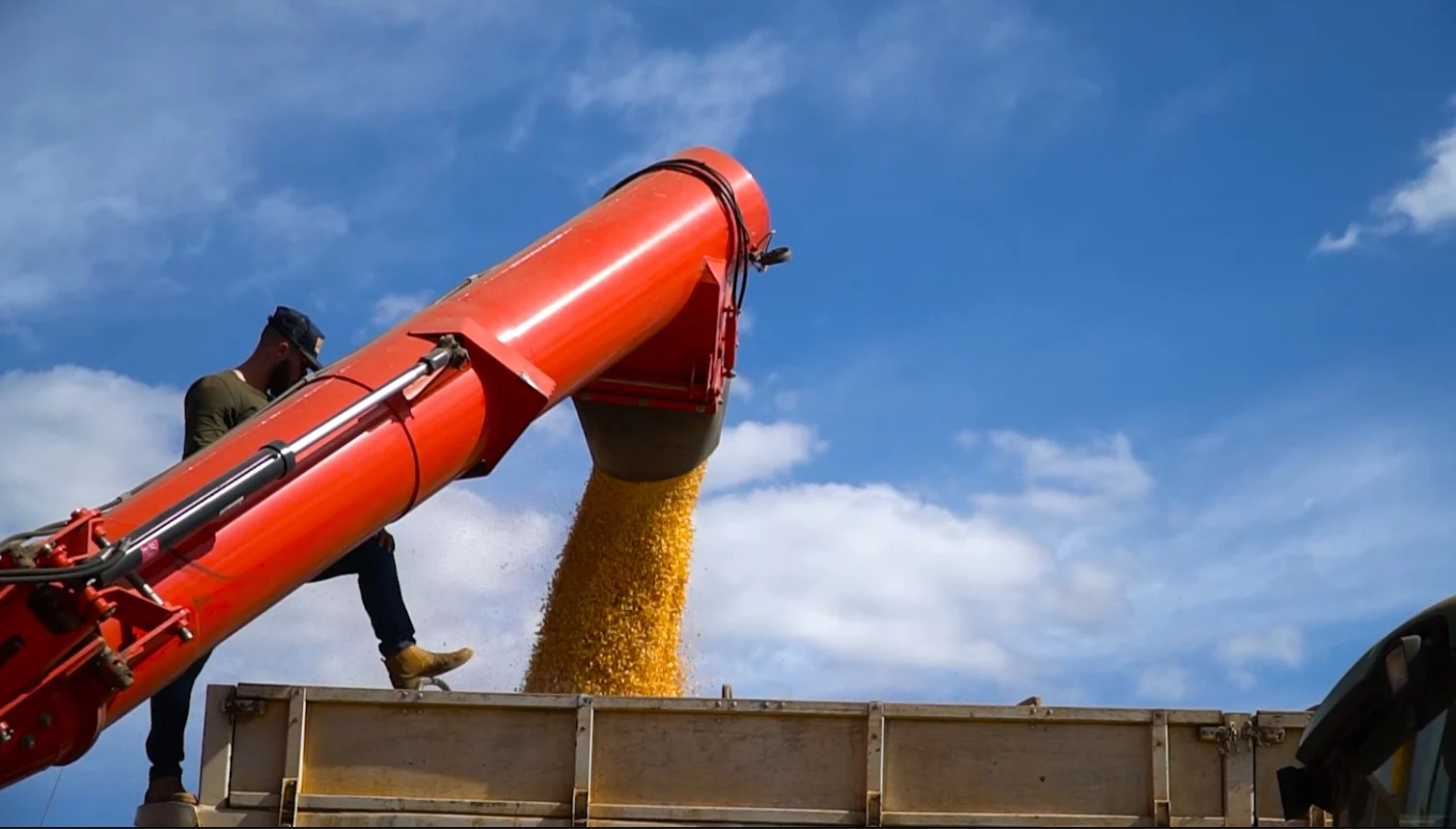 País colheu 96,4% do milho de inverno 2023/24, afirma Conab