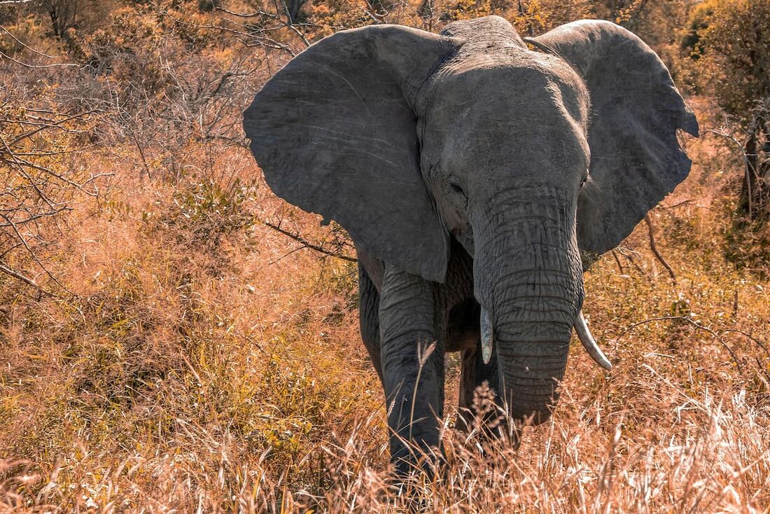 Zoológico nacional da África do Sul liberta seu último elefante