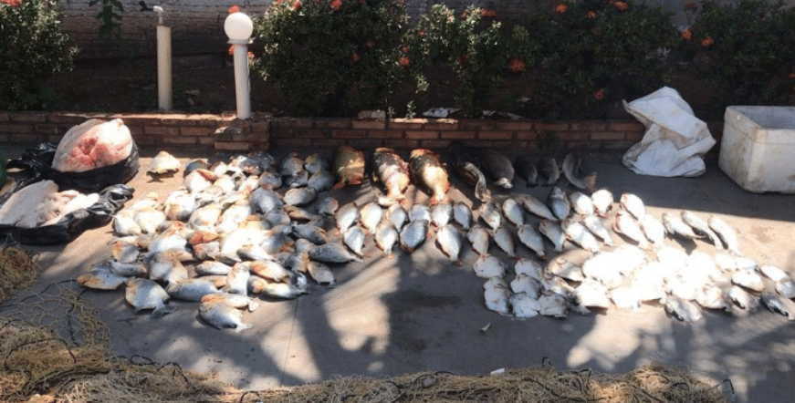 Polícia apreende 102 kg de pescado e 33 de carne de jacaré em Mato Grosso