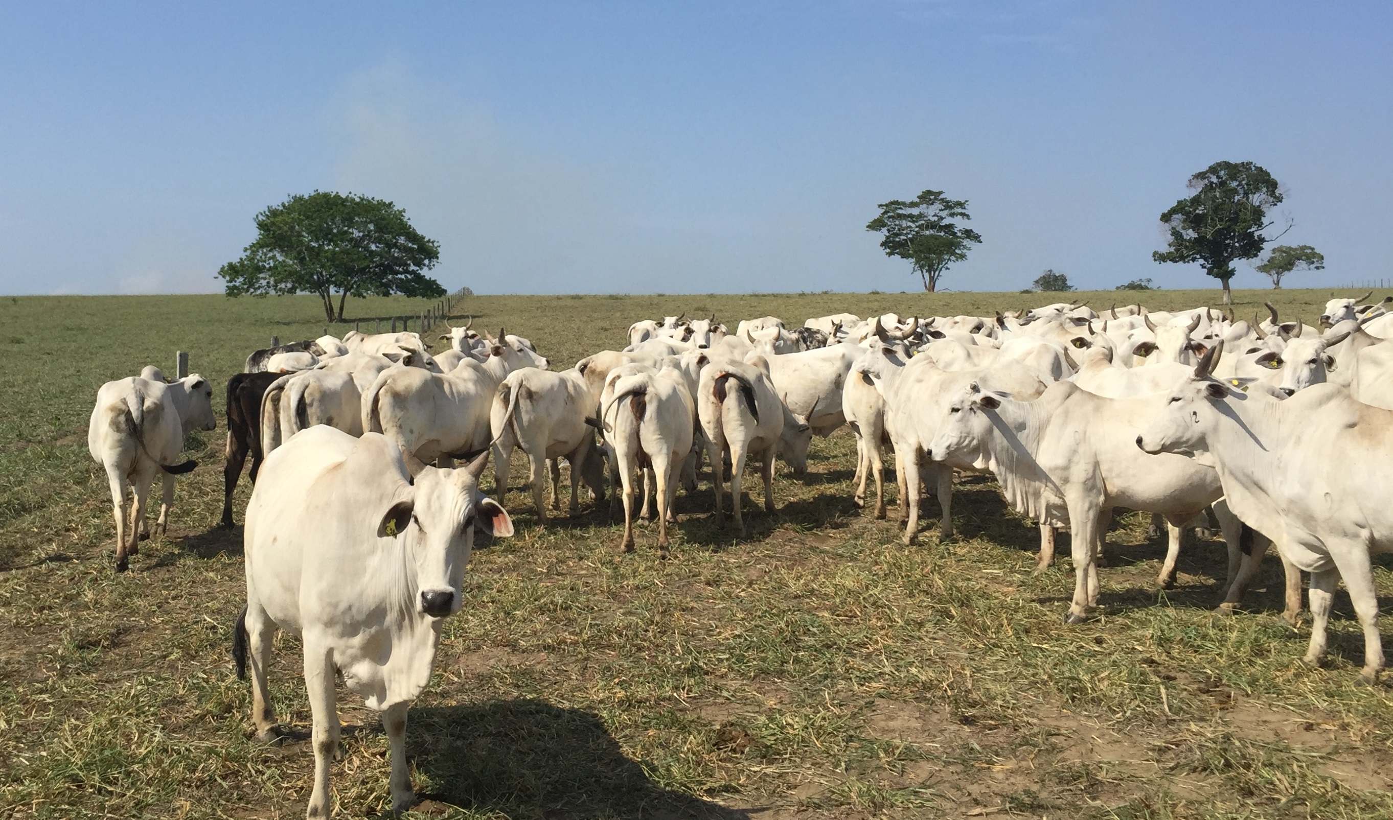 Recuperação de pastagens terá financiamento externo, revela Fávaro