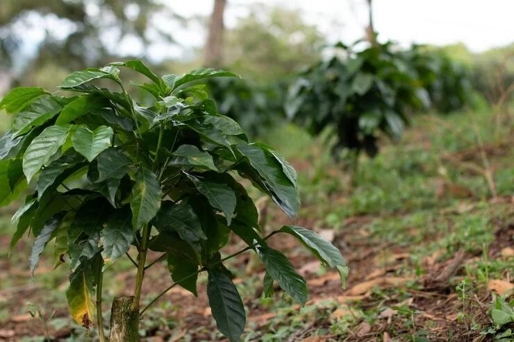 Campo Verde: | “Dia de Campo” sobre café será realizado no Assentamento Santo Antônio da Fartura