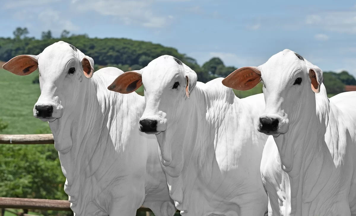 Câmara aprova regulamentação para clonagem de animais