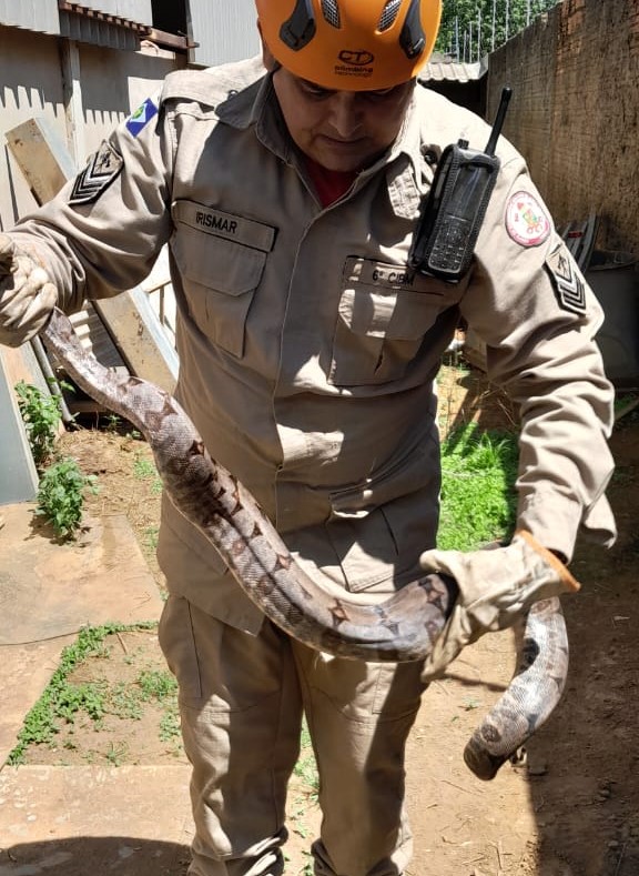Primavera do Leste | Bombeiros resgatam jiboia no Distrito Industrial