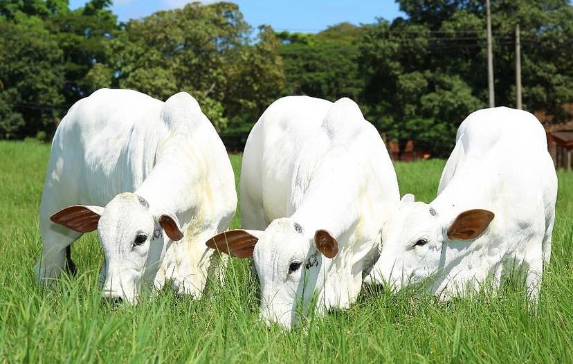 Preço da vaca gorda em Mato Grosso sobe 3,9% e da novilha 7%