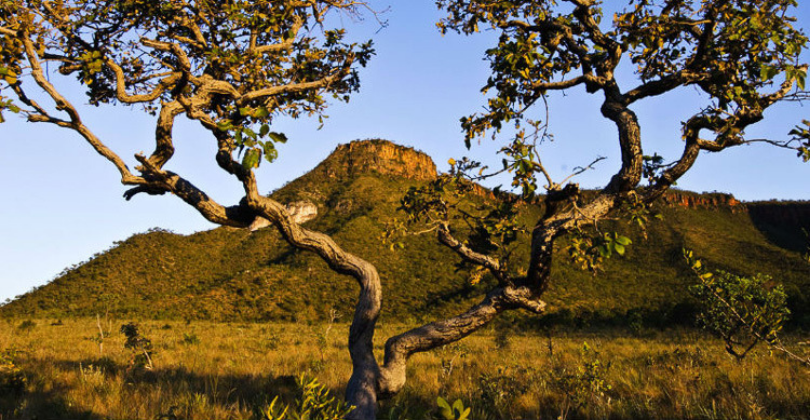 Itiquira | Acordo garante indenização de R$ 2,2 mi por danos ambientais no Cerrado
