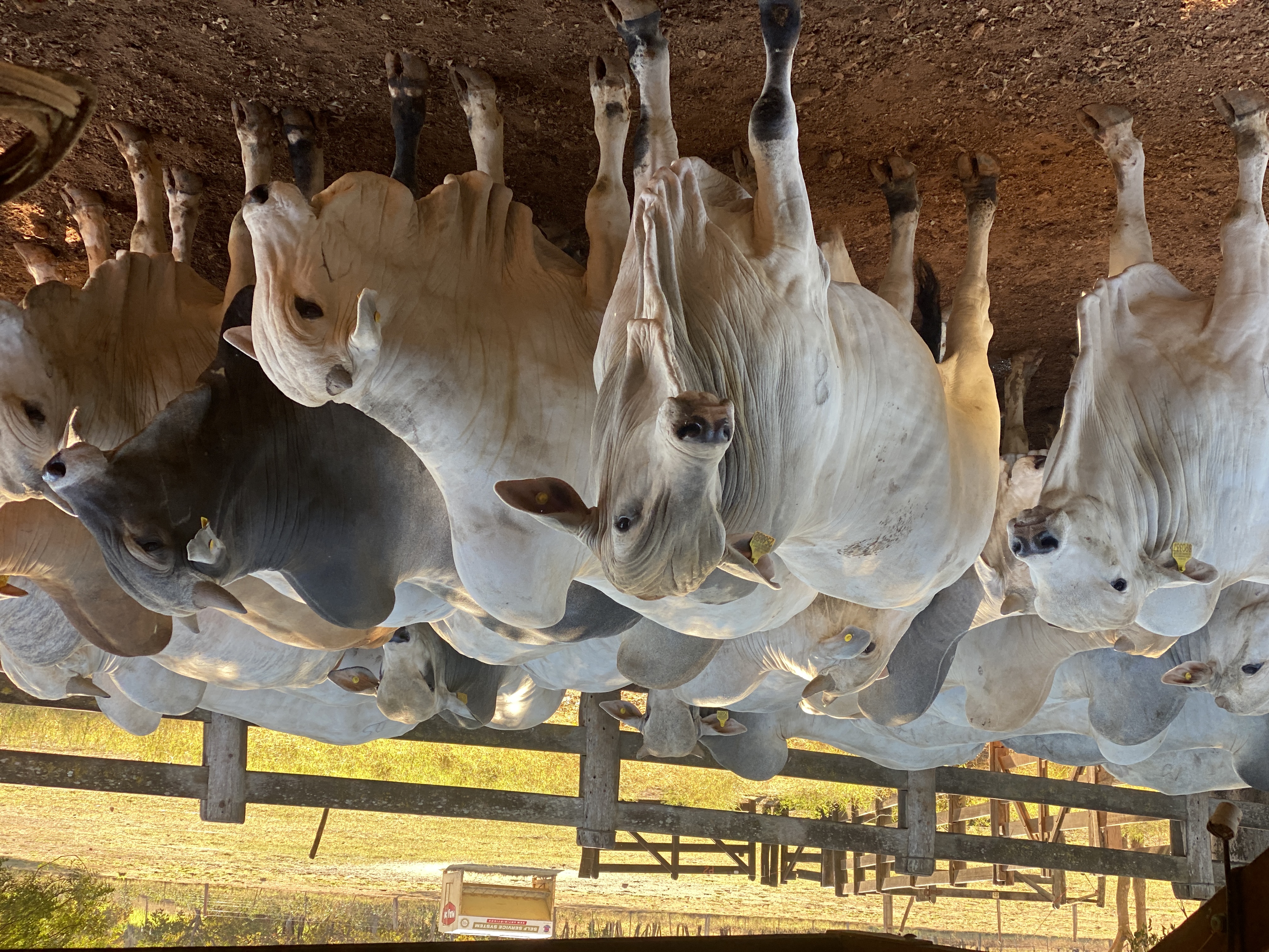 Sobe preço da arroba do boi em Mato Grosso e média supera R$ 315